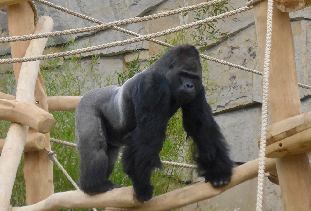 Image for John Riceburg: Gentrification for Berlin's gorillas